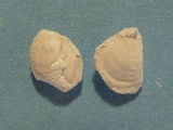 Brachiopod